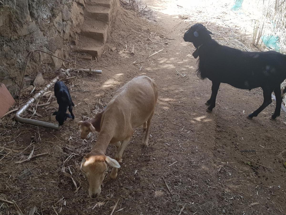 וגה דה סן מטאו Finca Rural Torres Casas 1 Y 4 Bed & Breakfast מראה חיצוני תמונה