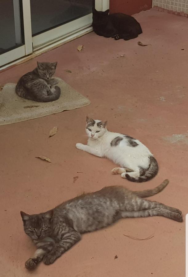 וגה דה סן מטאו Finca Rural Torres Casas 1 Y 4 Bed & Breakfast מראה חיצוני תמונה