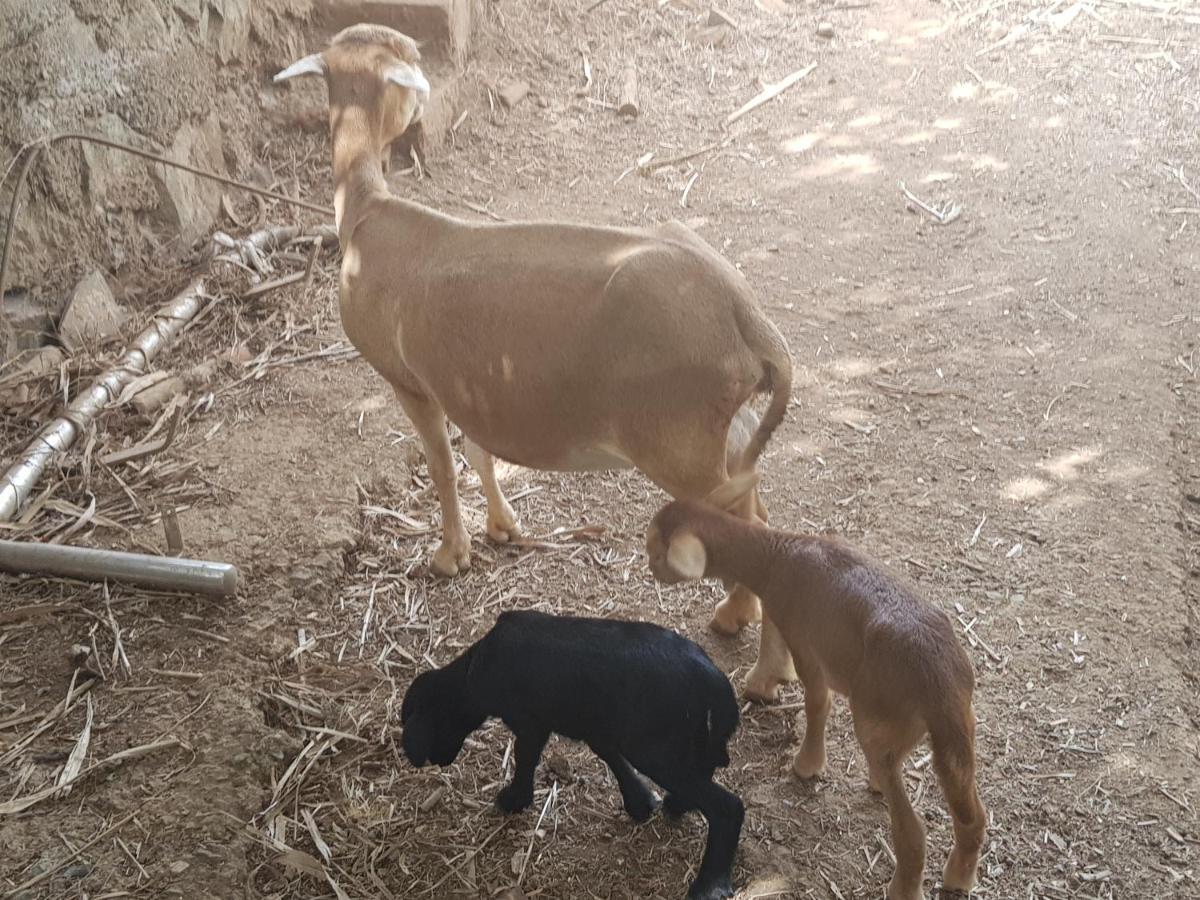 וגה דה סן מטאו Finca Rural Torres Casas 1 Y 4 Bed & Breakfast מראה חיצוני תמונה