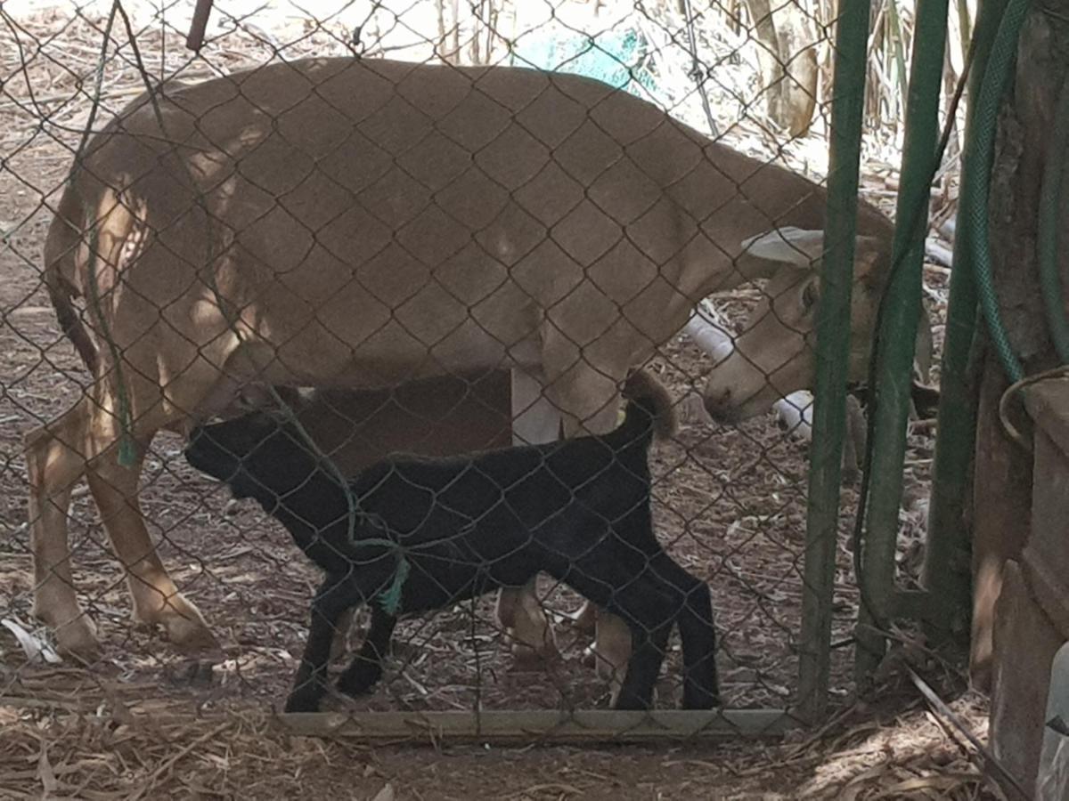 וגה דה סן מטאו Finca Rural Torres Casas 1 Y 4 Bed & Breakfast מראה חיצוני תמונה