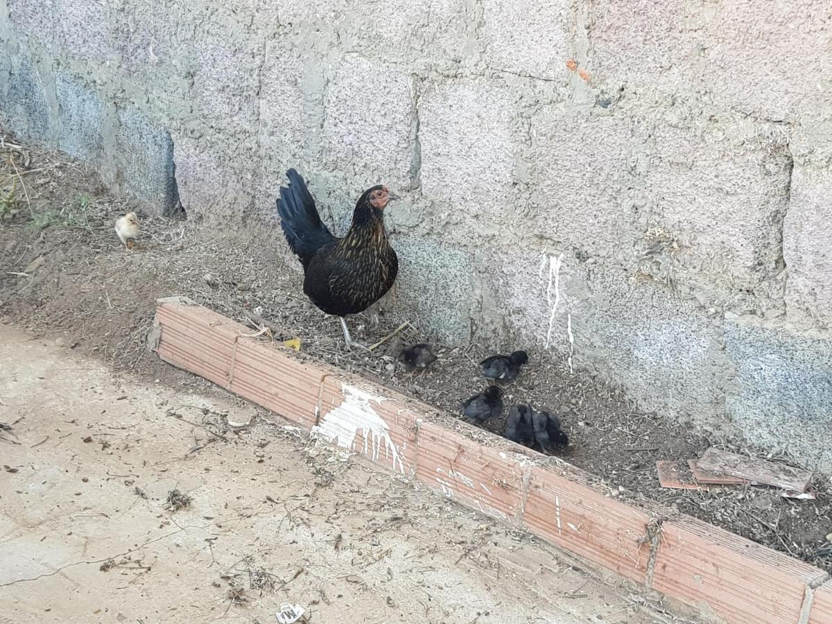 וגה דה סן מטאו Finca Rural Torres Casas 1 Y 4 Bed & Breakfast חדר תמונה